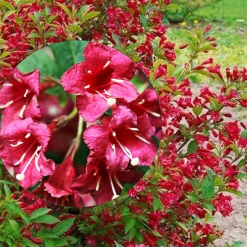 Weigela 'Newport Red' - Veigela 'Newport Red' P9/0,55L